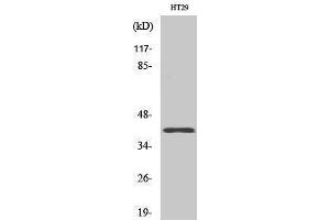 Western Blotting (WB) image for anti-Olfactory Receptor, Family 8, Subfamily S, Member 1 (OR8S1) (Internal Region) antibody (ABIN3186203) (OR8S1 anticorps  (Internal Region))