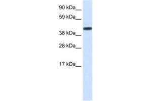Western Blotting (WB) image for anti-CCR4-NOT Transcription Complex, Subunit 2 (CNOT2) antibody (ABIN2460364) (CNOT2 anticorps)