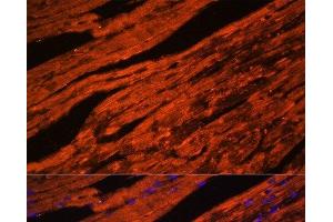 Immunofluorescence analysis of Mouse heart cells using LDB3 Polyclonal Antibody at dilution of 1:100. (LIM Domain Binding 3 Protein anticorps)