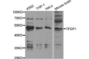 Western Blotting (WB) image for anti-Transcription Factor Dp-1 (TFDP1) antibody (ABIN1876610) (DP1 anticorps)