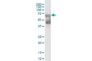 KRT74 MaxPab polyclonal antibody. (KRT74 anticorps  (AA 1-529))