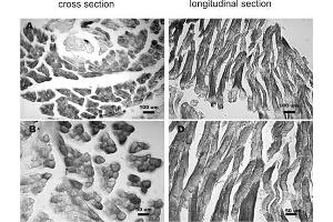 Mouse skeletal muscle tissue stained by Irisin Antibody