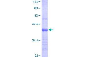 Image no. 1 for Lipocalin 1 (LCN1) (AA 24-120) protein (GST tag) (ABIN1309234)