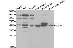 Western blot analysis of extracts of various cell lines, using TACR1 antibody. (TACR1 anticorps)