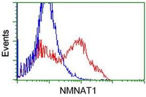 HEK293T cells transfected with either RC204825 overexpress plasmid (Red) or empty vector control plasmid (Blue) were immunostained by anti-NMNAT1 antibody (ABIN2454078), and then analyzed by flow cytometry. (NMNAT1 anticorps)