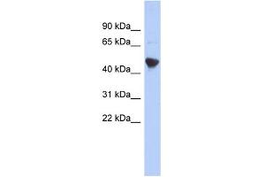WB Suggested Anti-IER5L Antibody Titration: 0. (IER5L anticorps  (Middle Region))