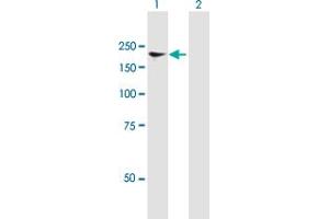 Western Blot analysis of NFAT5 expression in transfected 293T cell line by NFAT5 MaxPab polyclonal antibody.