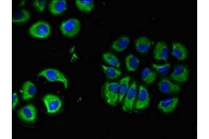 Immunofluorescent analysis of A549 cells using ABIN7160353 at dilution of 1:100 and Alexa Fluor 488-congugated AffiniPure Goat Anti-Rabbit IgG(H+L) (CHRM5 anticorps  (AA 220-427))