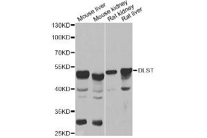 Western blot analysis of extracts of various cell lines, using DLST antibody (ABIN6292010) at 1:1000 dilution.