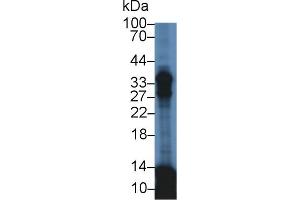 Detection of APOE in Mouse Lung lysate using Polyclonal Antibody to Apolipoprotein E (APOE)