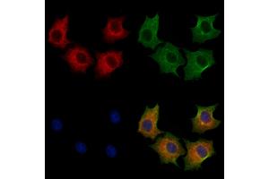 ABIN7094258 and ABIN7098305 staining HepG2 cells by IF/ICC. (GLRX3 anticorps  (Internal Region))