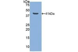 Detection of Recombinant LTF, Canine using Polyclonal Antibody to Lactoferrin (LTF) (Lactoferrin anticorps  (AA 28-351))