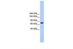 Image no. 1 for anti-Transmembrane Channel-Like 2 (Tmc2) (AA 614-663) antibody (ABIN6739272) (Tmc2 anticorps  (AA 614-663))
