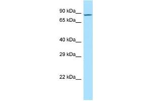WB Suggested Anti-MDGA2 Antibody Titration: 1. (MDGA2 anticorps  (C-Term))