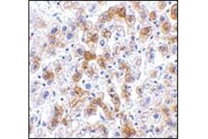 Immunohistochemistry of SCO2 in human liver tissue with this product at 2. (SCO2 anticorps  (C-Term))