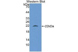 Western Blotting (WB) image for anti-Beta Lactoglobulin (LGB) (AA 19-178) antibody (ABIN1866902) (Beta Lactoglobulin (LGB) (AA 19-178) anticorps)