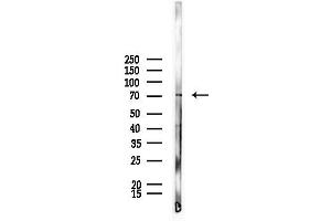 anti-RAB11 Family Interacting Protein 4 (Class II) (RAB11FIP4) (Internal Region) antibody