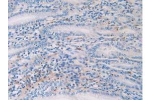 IHC-P analysis of Human Stomach Tissue, with DAB staining. (HIST1H2AG anticorps  (AA 1-130))