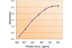 Image no. 1 for anti-RAD9 Homolog A (S. Pombe) (RAD9A) (C-Term) antibody (ABIN374855) (RAD9A anticorps  (C-Term))