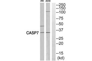 Western Blotting (WB) image for anti-Caspase 7, Apoptosis-Related Cysteine Peptidase (CASP7) (Cleaved-Ala207) antibody (ABIN1853506)