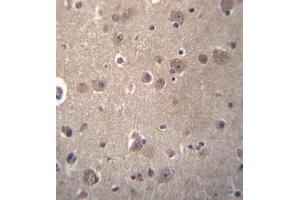 Formalin fixed, paraffin embedded human brain tissue stained with SNX4 Antibody (C-term) followed by peroxidase conjugation of the secondary antibody and DAB staining.