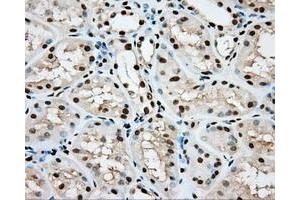 Image no. 6 for anti-Aryl Hydrocarbon Receptor Nuclear Translocator (ARNT) antibody (ABIN1496729) (ARNT anticorps)