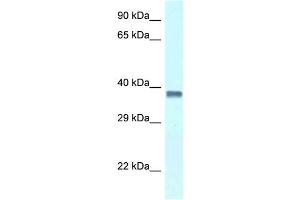 WB Suggested Anti-Pura Antibody   Titration: 1.