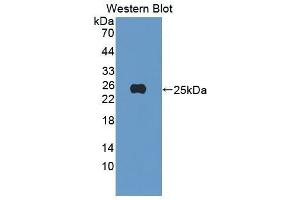 Western Blotting (WB) image for anti-Peroxiredoxin 4 (PRDX4) (AA 14-258) antibody (ABIN1176486) (Peroxiredoxin 4 anticorps  (AA 14-258))