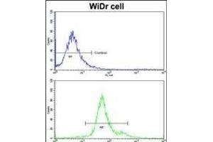 Flow cytometric analysis of widr cells using GSTP1 Antibody (C-term)(bottom histogram) compared to a negative control cell (top histogram)FITC-conjugated goat-anti-rabbit secondary antibodies were used for the analysis.