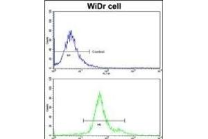 Flow cytometric analysis of widr cells using GSTP1 Antibody (C-term)(bottom histogram) compared to a negative control cell (top histogram)FITC-conjugated goat-anti-rabbit secondary antibodies were used for the analysis. (GSTP1 anticorps  (C-Term))