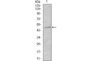 Western Blotting (WB) image for anti-Keratin 13 (KRT13) (AA 143-295) antibody (ABIN1845564) (Cytokeratin 13 anticorps  (AA 143-295))