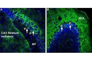 Expression of Na+/K+ ATPase α2 (ATP1A2) in mouse hippocampus and cerebellum - Immunohistochemical staining of perfusion-fixed frozen rat brain sections using Anti-Alpha 2 Na+/K+ ATPase Antibody (ABIN7042961, ABIN7044639 and ABIN7044640), (1:300), followed by goat-anti-rabbit-AlexaFluor-488 secondary antibody.