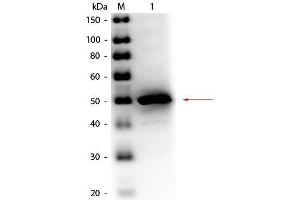 Western Blot of Rabbit anti-Alkaline Phosphatase (E. (Alkaline Phosphatase anticorps  (HRP))