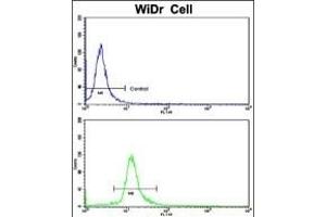 anti-DEAD (Asp-Glu-Ala-Asp) Box Polypeptide 53 (DDX53) (AA 597-626), (C-Term) antibody