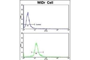 Flow cytometric analysis of WiDr cells using DDX53 Antibody (C-term)(bottom histogram) compared to a negative control cell (top histogram). (DDX53 anticorps  (C-Term))
