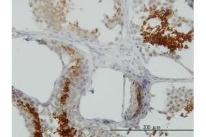 Image no. 1 for anti-Glyceraldehyde-3-Phosphate Dehydrogenase, Spermatogenic (GAPDHS) (AA 1-409) antibody (ABIN466196) (GAPDHS anticorps  (AA 1-409))