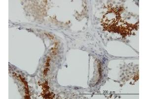 Image no. 1 for anti-Glyceraldehyde-3-Phosphate Dehydrogenase, Spermatogenic (GAPDHS) (AA 1-409) antibody (ABIN466196)