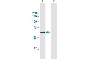Western Blot analysis of POLS expression in transfected 293T cell line by POLS MaxPab polyclonal antibody. (PAP Associated Domain Containing 7 (PAPD7) (AA 1-542) anticorps)