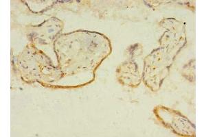 Immunohistochemistry of paraffin-embedded human placenta tissue using ABIN7156525 at dilution of 1:100 (ITIH5 anticorps  (AA 35-161))