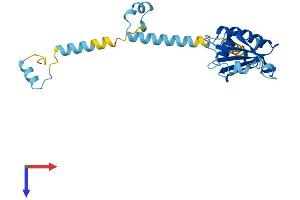 AlphaFold protein structure predicition of Human Recombinant PDCL3 Protein, UniprotID Q9H2J4