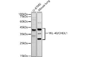 Western blot analysis of extracts of various cell lines, using YKL-40/CHI3L1 antibody (ABIN7266328) at 1:1000 dilution. (CHI3L1 anticorps)