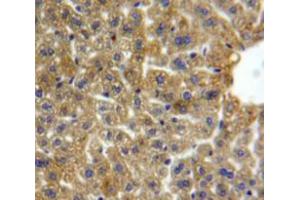 IHC-P analysis of Liver tissue, with DAB staining. (Lipase A anticorps  (AA 32-201))