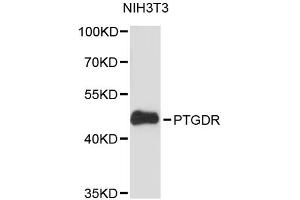 Western blot analysis of extracts of NIH/3T3 cells, using PTGDR antibody (ABIN6293502) at 1:3000 dilution. (PTGDR anticorps)
