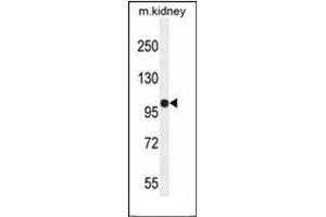 Western blot analysis of KIAA1324L Antibody (N-term) in mouse kidney tissue lysates (35ug/lane). (KIAA1324-Like anticorps  (N-Term))