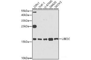 Western blot analysis of extracts of various cell lines using UBE2C Polyclonal Antibody at dilution of 1:1000. (UBE2C anticorps)