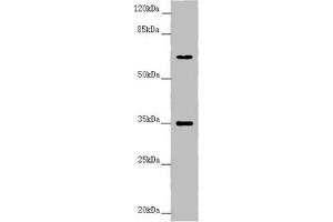 Western blot All lanes: TRIM23 antibody at 4. (TRIM23 anticorps  (AA 1-280))
