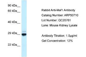 WB Suggested Anti-Maf1 Antibody   Titration: 1. (MAF1 anticorps  (N-Term))