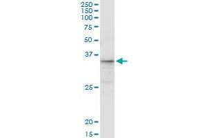Immunoprecipitation of CGREF1 transfected lysate using anti-CGREF1 monoclonal antibody and Protein A Magnetic Bead , and immunoblotted with CGREF1 monoclonal antibody.