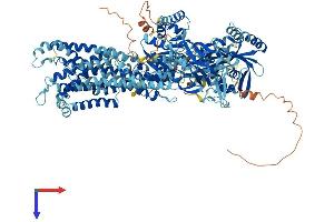 AlphaFold protein structure predicition of Mouse Recombinant Atp8b2 Protein, UniprotID P98199