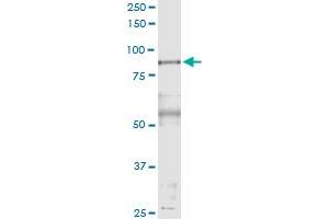 Immunoprecipitation of PFKP transfected lysate using anti-PFKP MaxPab rabbit polyclonal antibody and Protein A Magnetic Bead , and immunoblotted with PFKP purified MaxPab mouse polyclonal antibody (B01P) .